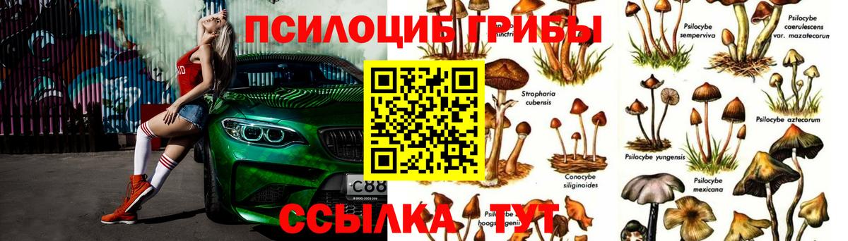 Псилоцибиновые грибы Psilocybine cubensis  Вход с VPN  Курчатов 